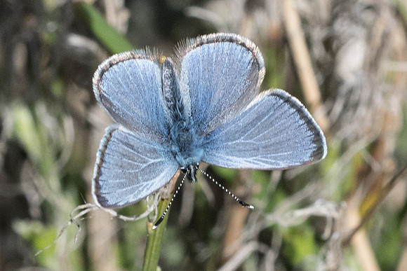 Glaucopsyche melanops ♂- 3291 - Peille - 8/05/21