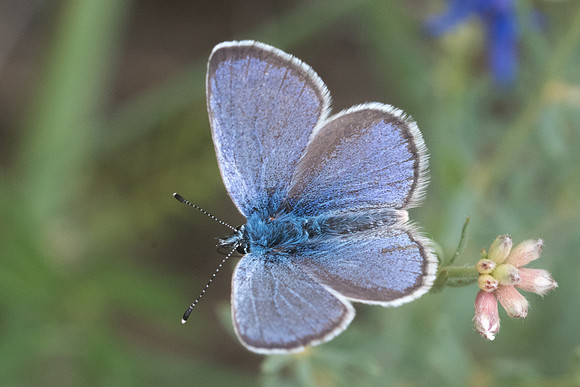 Glaucopsyche alexis ♂-4603 -  Sournia - 19/05/22
