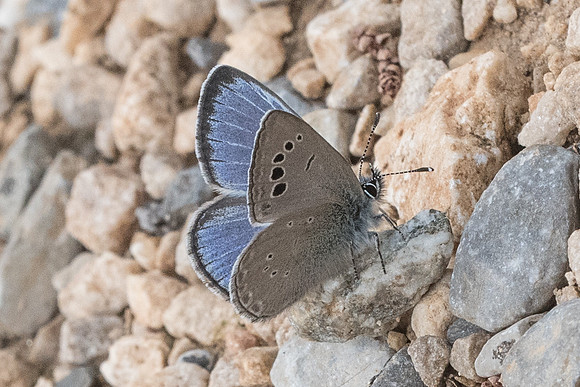 Glaucopsyche melanops ♂- 7361 - Cipières - 15/05/21