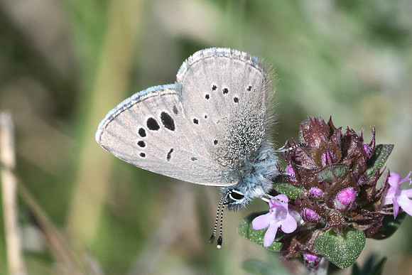 Glaucopsyche melanops-3334 - Peille - 8/05/21