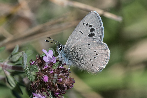 Glaucopsyche melanops-3317 - Peille - 8/05/21