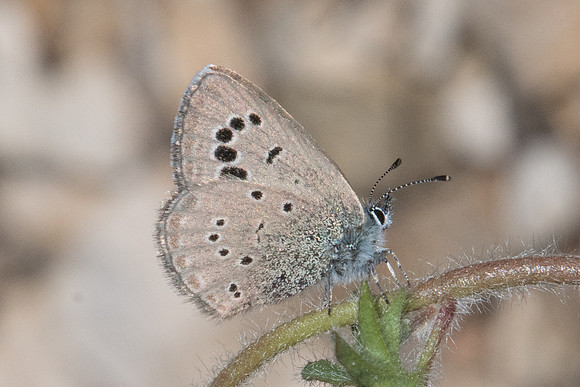 Glaucopsyche melanops-9468 - Belgentier - 13/04/21
