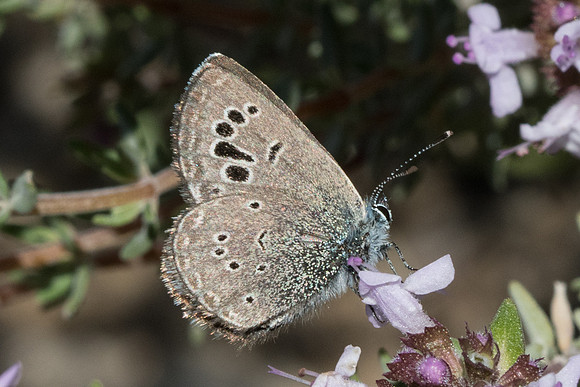 Glaucopsyche melanops-0714 - Belgentier - 13/04/21