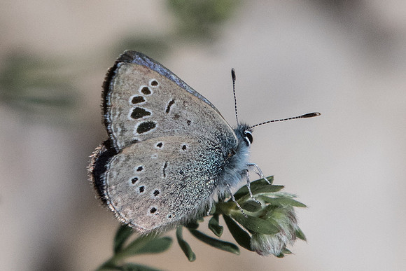 Glaucopsyche melanops-0282 - Belgentier - 13/04/21
