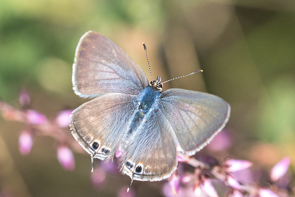 Lampides boeticus-7685 -Fontainebleau - 27/08/22