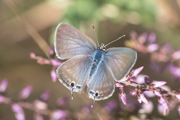 Lampides boeticus-7683 - Fontainebleau - 27/08/22