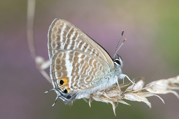 Lampides boeticus-7605 -Fontainebleau - 27/08/22