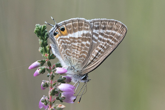 Lampides boeticus - 7659 - Fontainebleau - 27/08/22