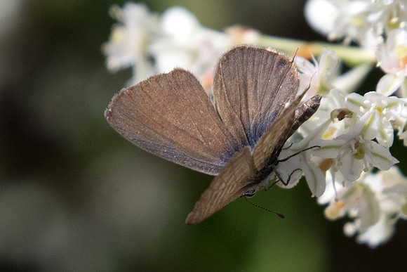 Leptotes pirithous - 8825 - Castelnau de Guers - 2/10/22