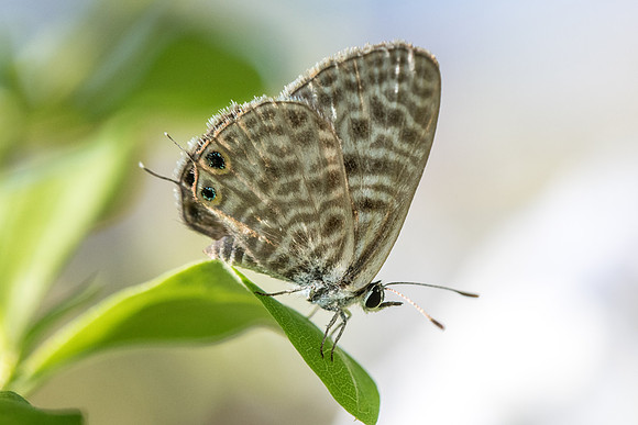 Leptotes pirithous - 9147 - Menton - 15/09/20