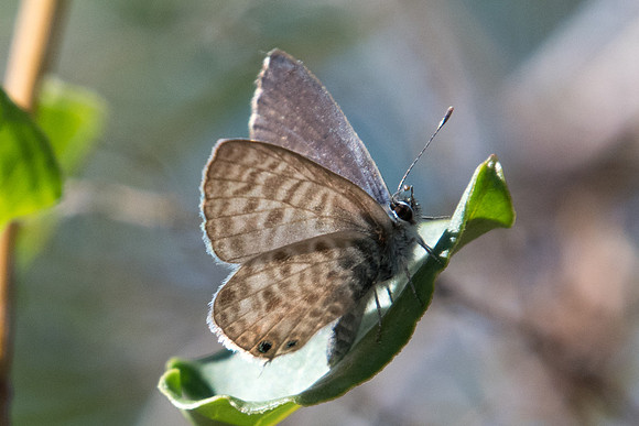 Leptotes pirithous-8827 - Castelnau de Guers - 2/10/22