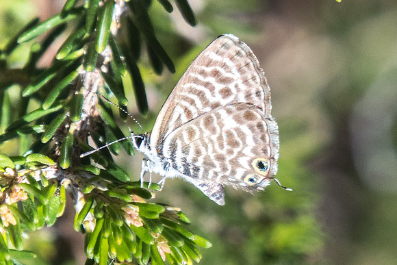 Leptotes pirithous - 8866 -  - Castelnau de Guers - 2/10/22