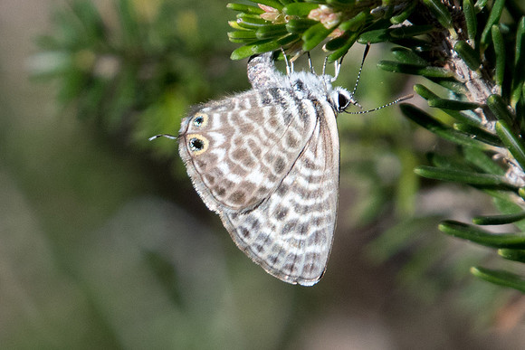 Leptotes pirithous - 8872 -  - Castelnau de Guers - 2/10/22