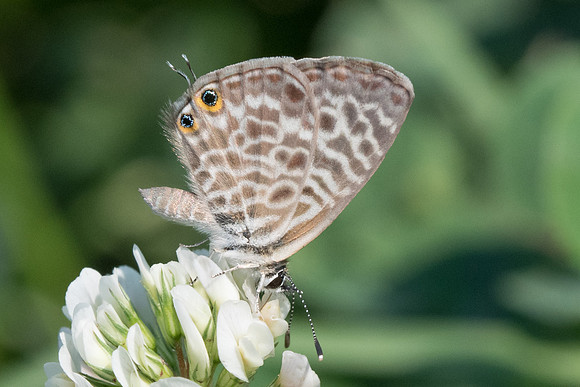 Lampides pirithous-9306 Menton - 15/09/20