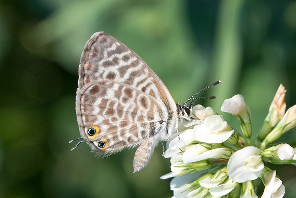 Lampides pirithous-9307 Menton 15/09/20
