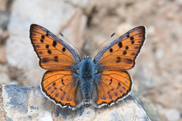 Lycaena alciphron ♂-3571 - Argentière la bessée - 4/07/21