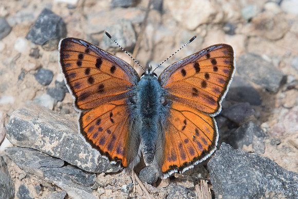 Lycaena alciphron ♂-3594 - Argentière la bessée - 4/07/21