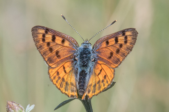 Lycaena alciphron-4044 - Argentière la bessée - 2/07/20