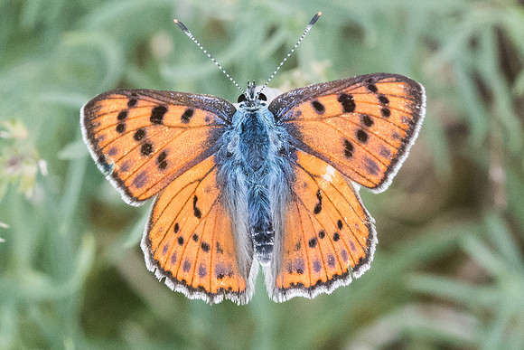 Lycaena alciphron ♂-6628 -  Bolquere -  21/07/23