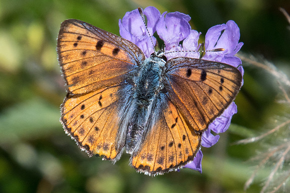 Lycaena alciphron-2515 - Puy St André - 19/07/22