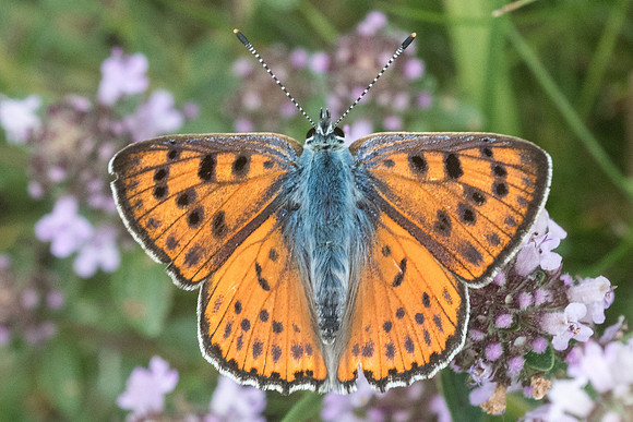Lycaena alciphron ♂-6561 -Bolquere -  21/07/23