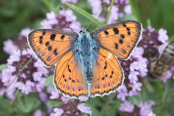 Lycaena alciphron ♂-6620 Bolquere -  21/07/23
