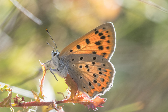 Lycaena alciphron-0917 - Signes - 21/05/21