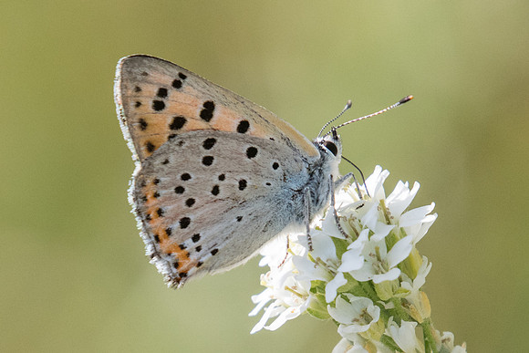 Lycaena alciphron ♂-3237 - Briançon (route d'Italie) - 1/07/20