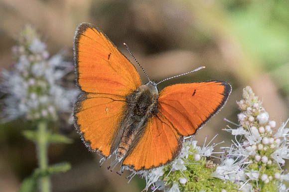 Lycaena dispar ♂-9090 - Orly sur Morin - 4/08/19
