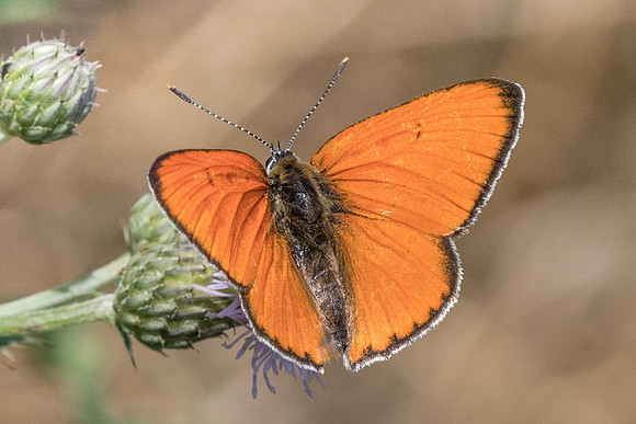 Lycaena dispar ♂-8918 - Orly sur Morin 4/08/19
