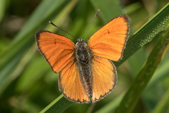 Lycaena dispar-3628 - Orly sur Morin - 24/08/19