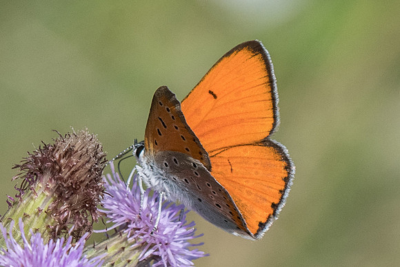 Lycaena dispar ♂-8856 - Orly sur Morin - 4/08/19
