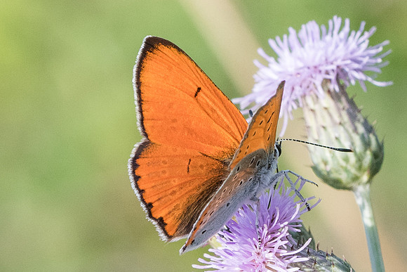 Lycaena dispar ♂-8923 - Orly sur Morin - 4/08/19