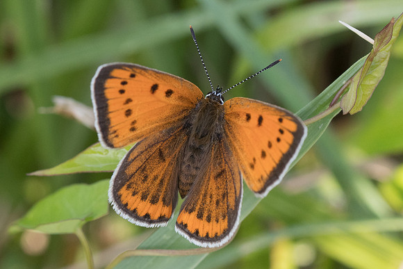 Lycaena dispar ♀ (Cuivré des marais) - Orly sur Morin - 4/08/19