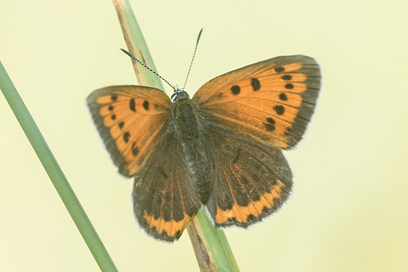 Lycaena dispar-3596 - Orly sur Morin - 24/08/19