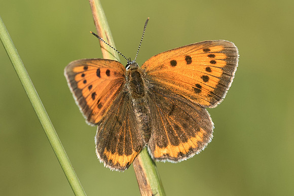 Lycaena dispar-3602 - Orly sur Morin - 24/08/19
