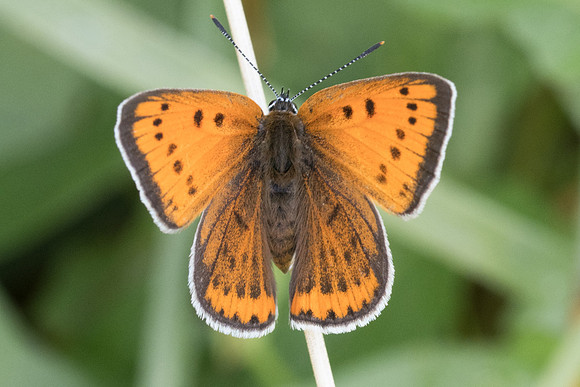 Lycaena dispar ♀-8712 - Orly sur morin - 4/08/19