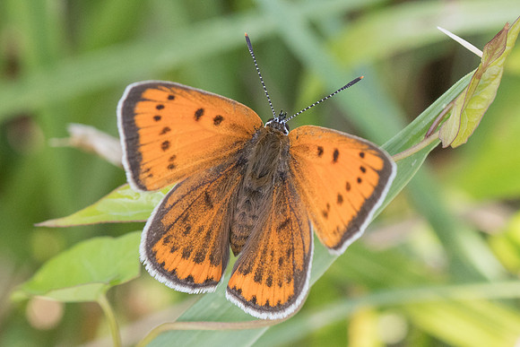 Lycaena dispar ♀-8790 - Orly sur morin - 4/08/19