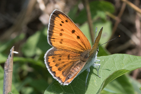 Lycaena dispar ♀-8749 - Orly sur Morin - 4/08/19