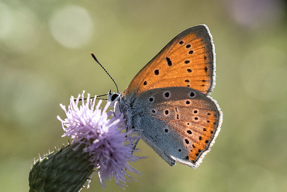 Lycaena dispar ♂ - Orly sur Morin - 4/08/19