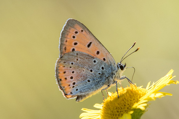 Lycaena dispar-3799 - Orly sur Morin - 24/08/19