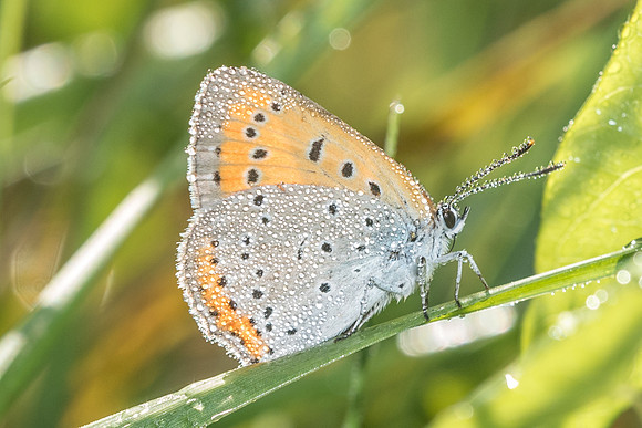 Lycaena dispar-3539 - Orly sur Morin - 24/08/19
