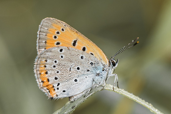 Lycaena dispar-3567 - Orly sur Morin - 24/08/19