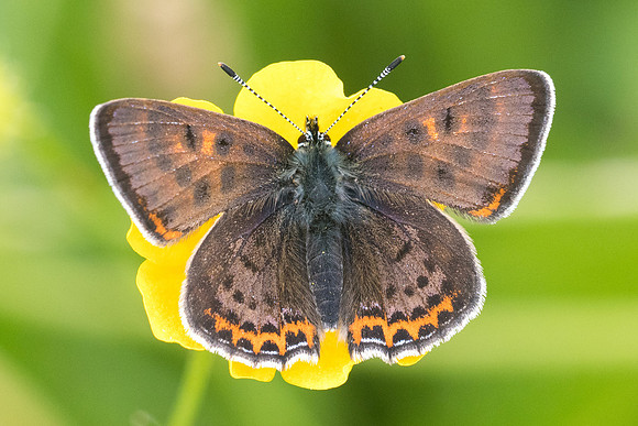 Lycaena helle ♀-6737 - Noel cerneux - 27/05/22