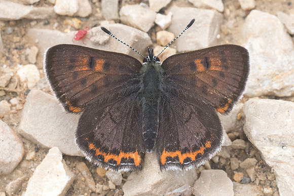 Lycaena helle ♀-6945 - Noël-Cerneux - 27/05/22