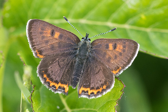 Lycaena helle ♀-6887 - Noël-Cerneux - 27/05/22