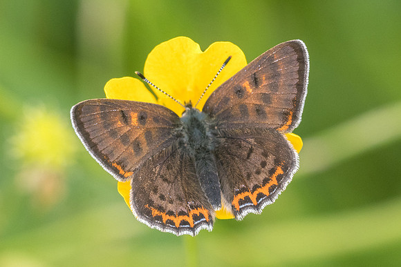 Lycaena helle-6690 - Noël-Cerneux - 27/05/22