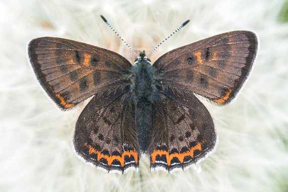 Lycaena helle-6656 - Noël-Cerneux -  27/05/22