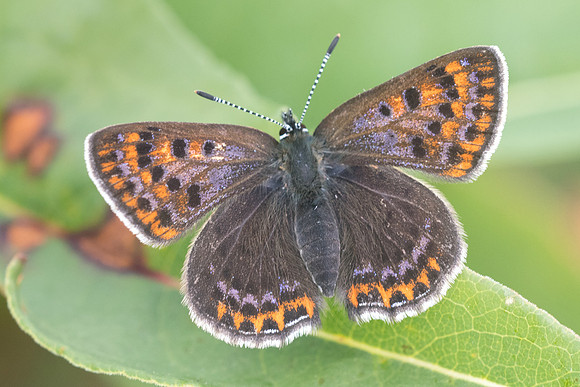 Lycaena helle-2450 -Noël-Cerneux 12/06/22