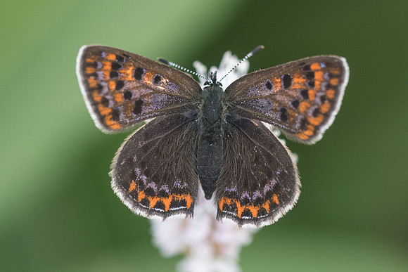 Lycaena helle-2417 - Noël-Cerneux - 12/06/22